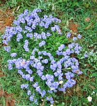 a je lemována květy jara