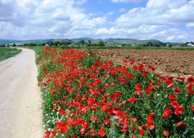 Zatím však jasně vítězí vlčí mák