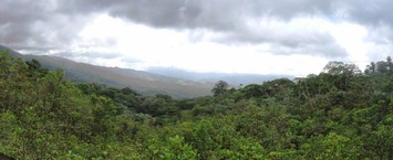 do nekonečného pralesa