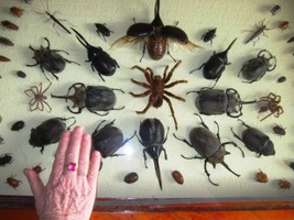 Ve visitor centru mají brouky