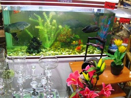 Mají tu opravdu všechno