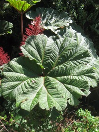 Prohlédněte si s námi místní floru