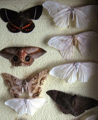 a motýly všech druhů