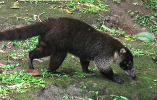 Tenhle nosál se nás vůbec nebál