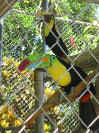 a obdivujeme pestré tukany