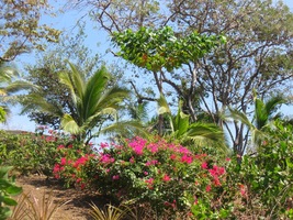 Raději sídlí zde, blízko restaurací,