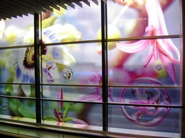 Poslední štace je Amsterdam a pak už...