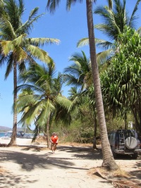 a vstupujeme mezi palmy - velikány