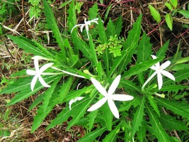 někde zase prostá až cudná