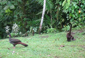 kde je zvířat víc než v pralese