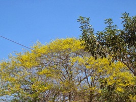 Copak je asi skryto pod korunou tohoto stromu?