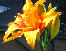 Někde je okázale pestrá,