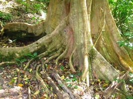 a obdivuje kmen mohutného kaštanu