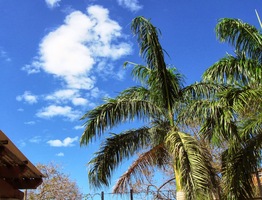 v lokalitě Playa Langosta
