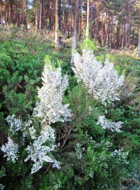 a zde zase bělostná krajka neznámé květiny