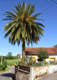 První palma! (tropický strom)