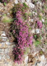 Po 19.5. - U silnice za městem "visely" horské květy