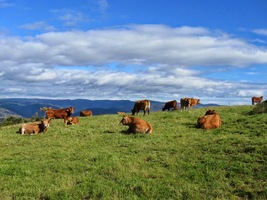 jsme prošli stádem krav
