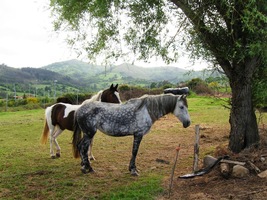 Cestou potkáváme rúzné ušatce