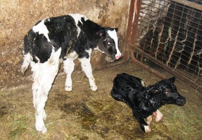 a hodinu staré tele novorozeňátko