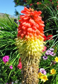 a všude plno kvítí