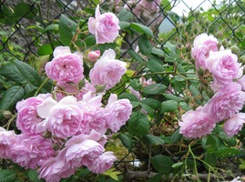 Ale i ta neexotická je krásná, že?