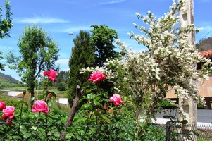 V poledním slunci rozkvetly květy