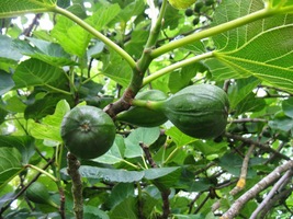 a sestup k exotické floře,