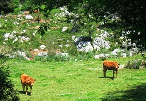 uprostřed nekonečných pastvin