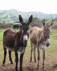 a v obci San Juan de Vallapeňada