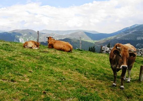 a kravky zase vyběhly na pastvu