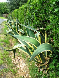 která je tu ovšem zcela běžná