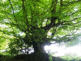 a mohutné stromoví