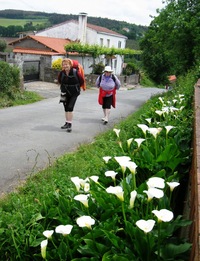 občas lemovanou záhony kal