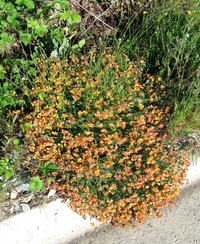 a v trsech padaly až na vozovku