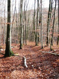 Listopadovým lesem barvy Tizian