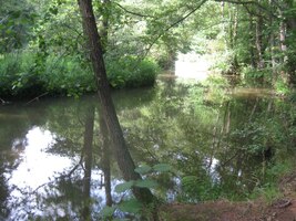 A tak se řítíme lesem