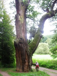 Maxi-dub nad řekou Mží