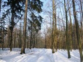 jsme se vnořili do křivoklátských lesů