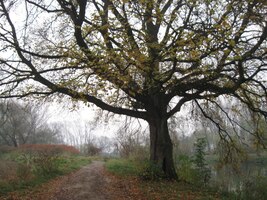 Je mlhavé říjnové počasí