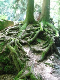 přes kořeny stromů