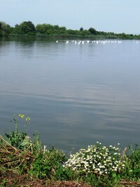 a květy začínajícího léta