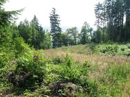 jdeme lesní cestou s pěknými