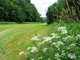 vonícími červencovou květenou