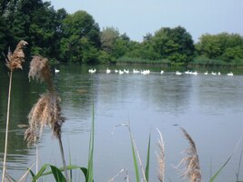 drůbežími farmami