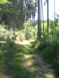 Šli jsme strmou lesní cestou vzhůru