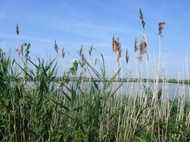 cestou lemovanou rákosím,