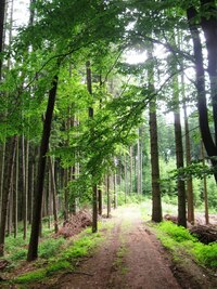 Pak vede cesta dlouho lesem