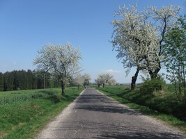 a špalírem rozkvetlých stromů,