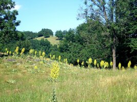 Ještě jedna Amonova louka